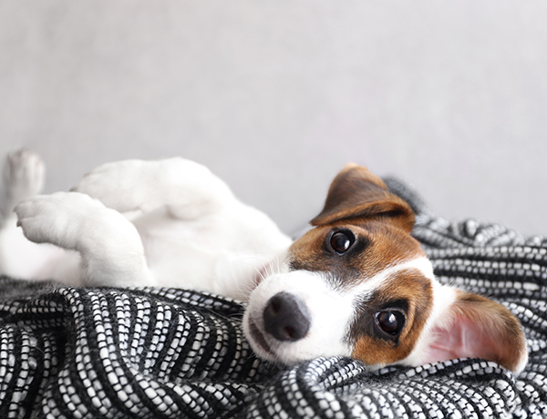 Pet Friendly Apartments for rent Pet Friendly Apartments for rent